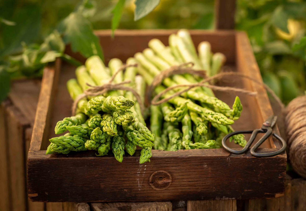 Pickled Asparagus