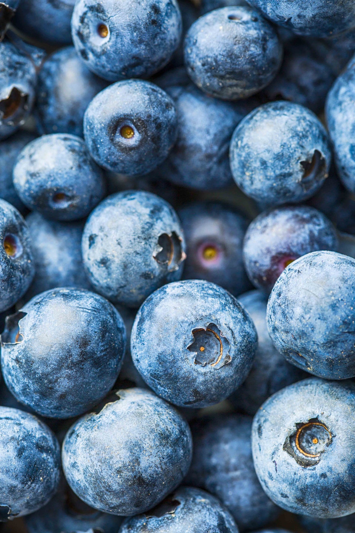 wild blueberry fruit spread