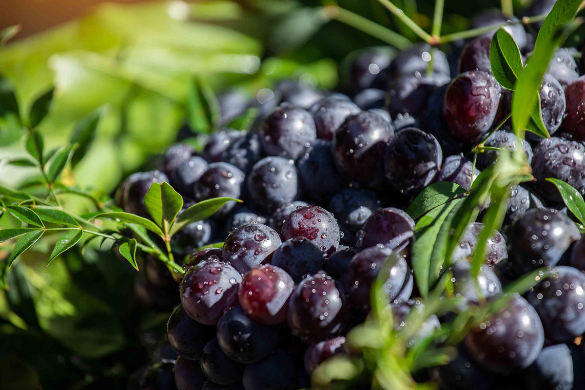 Concord Grape Jelly