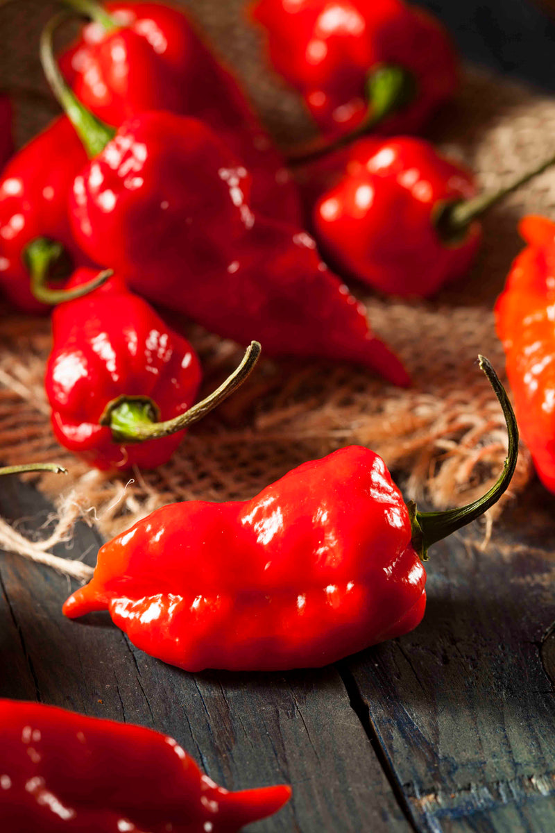 Scorpion Pepper Salsa